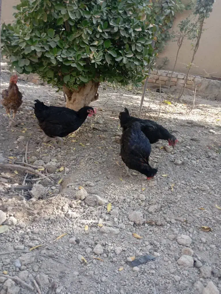 مرغ تخم گذار گلپایگانی|حیوانات مزرعه|پیر بکران, |دیوار