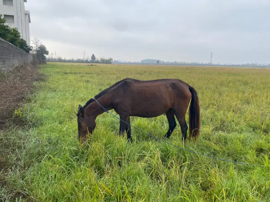 اسب مادیان آبستن|اسب و تجهیزات اسبسواری|رشت, سلیمانداراب|دیوار