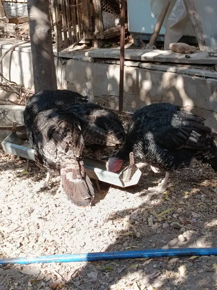 بوقلمو|حیوانات مزرعه|یزد, |دیوار