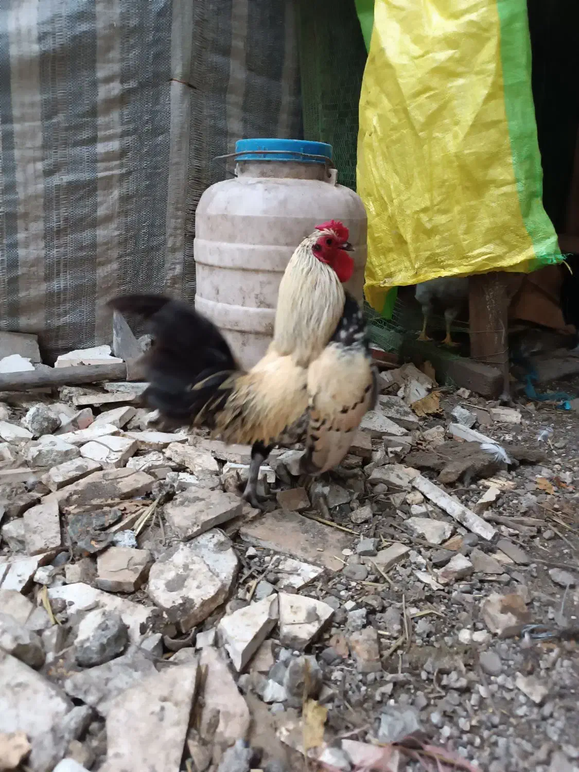 مرغ مینا توری|پرنده|آستارا, |دیوار