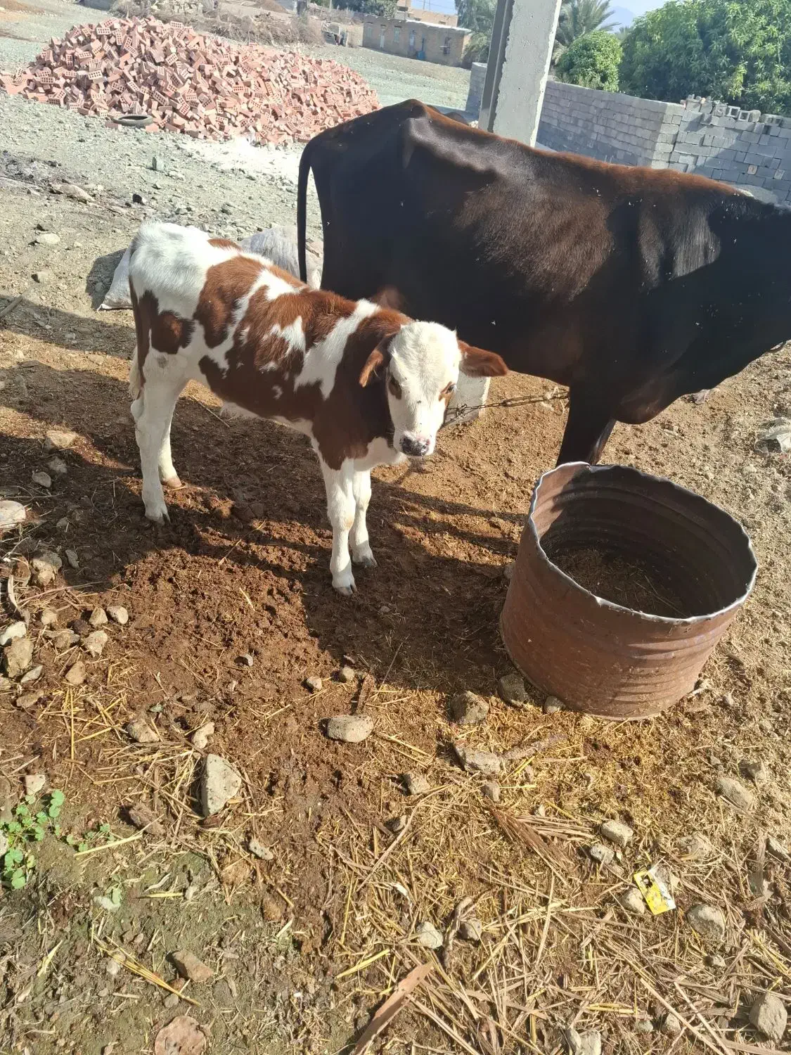 گاو گوساله نرسوزنی هلشتاین|حیوانات مزرعه|بندرعباس, |دیوار