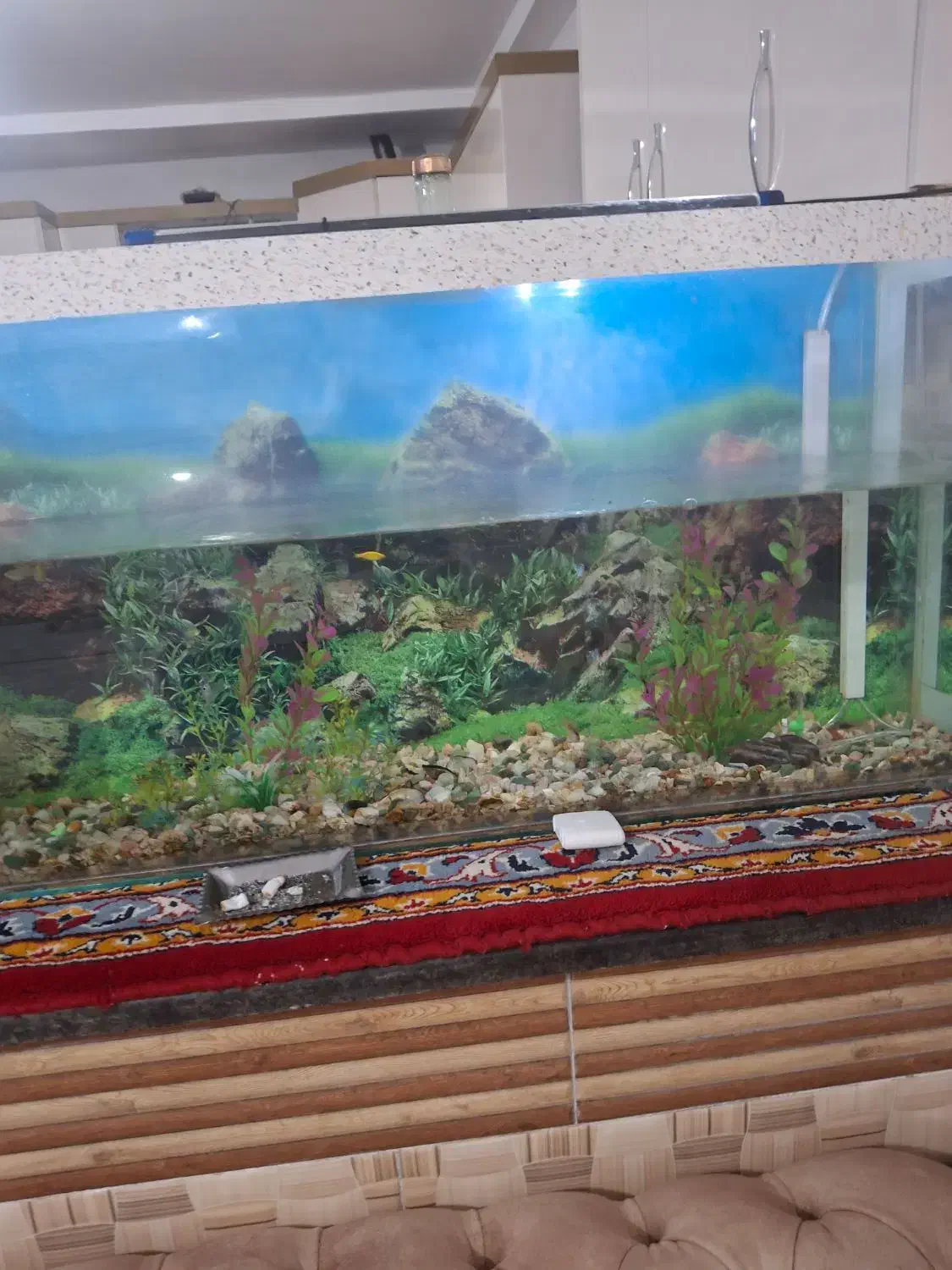 آکواریوم شیشه خم|ماهی|میاندوآب, |دیوار