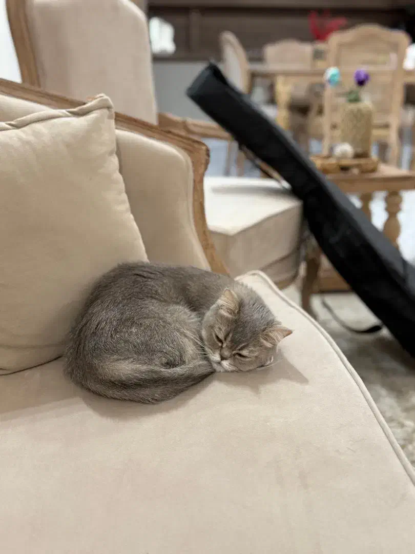 گربه ماده بریتیش اصل|گربه|بندر ماهشهر, |دیوار