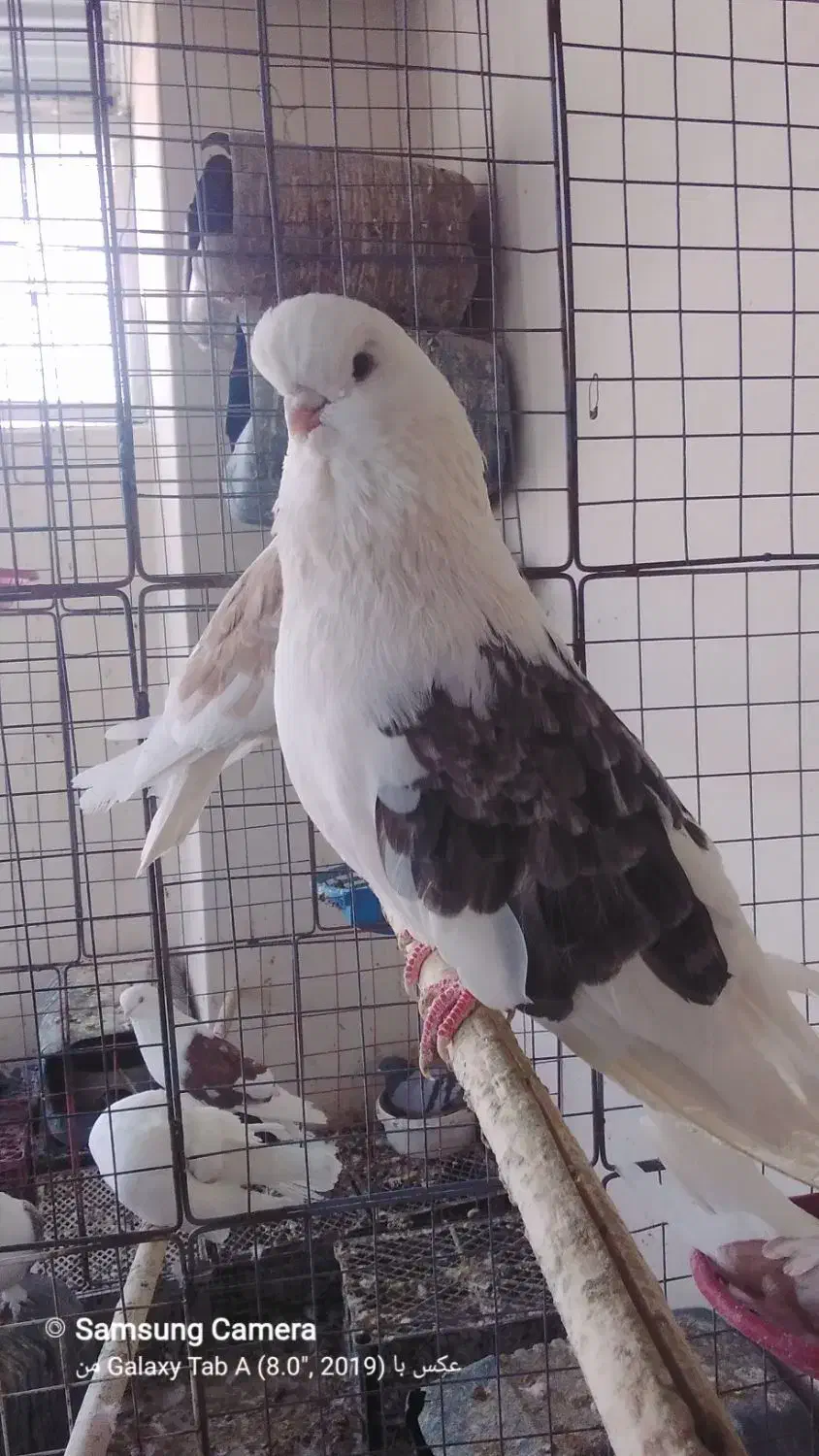 کبوتر دوکت نوک قنار|پرنده|تهران, مختاری|دیوار