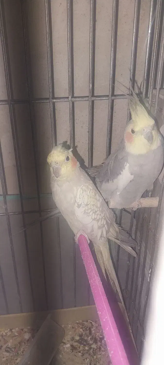 عروس هلندی|پرنده|ماهان, |دیوار