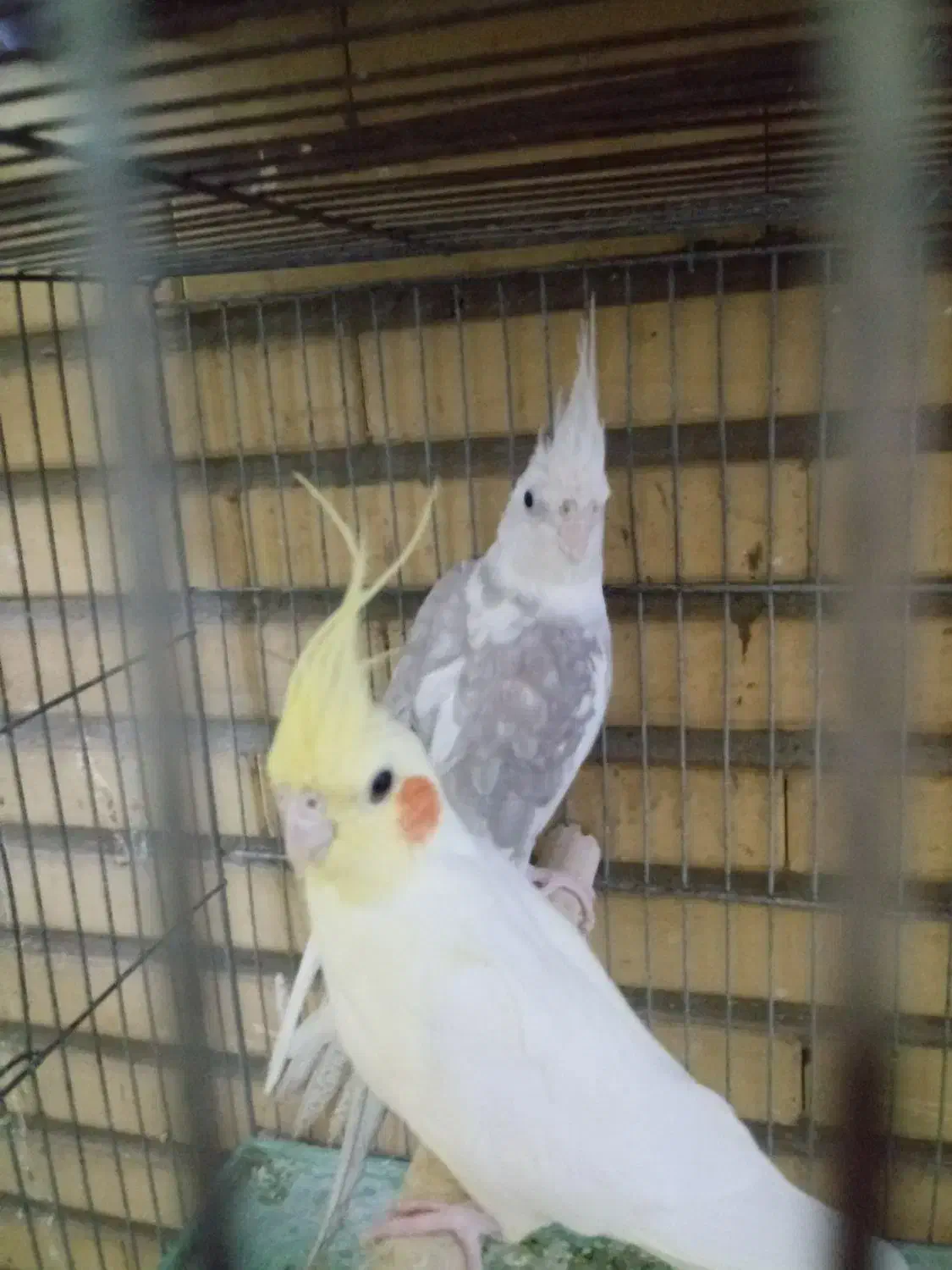 عروس هلندی فنچ گلدین|پرنده|اندیشه, اندیشه فاز ۵|دیوار