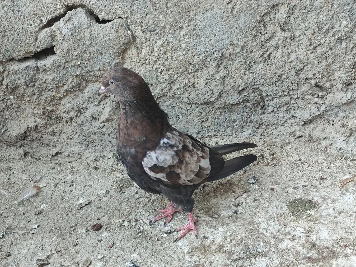 کبوتر کله ای،برنجی|پرنده|امیدیه, |دیوار