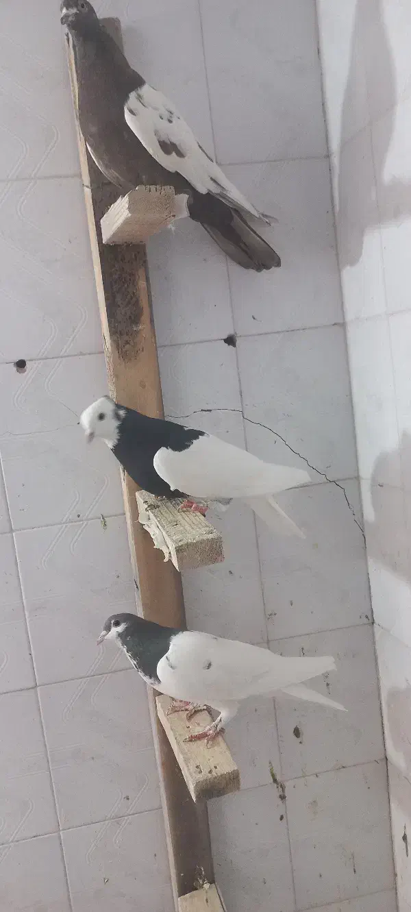 ماده به شرط|پرنده|شیراز, فرهنگیان|دیوار