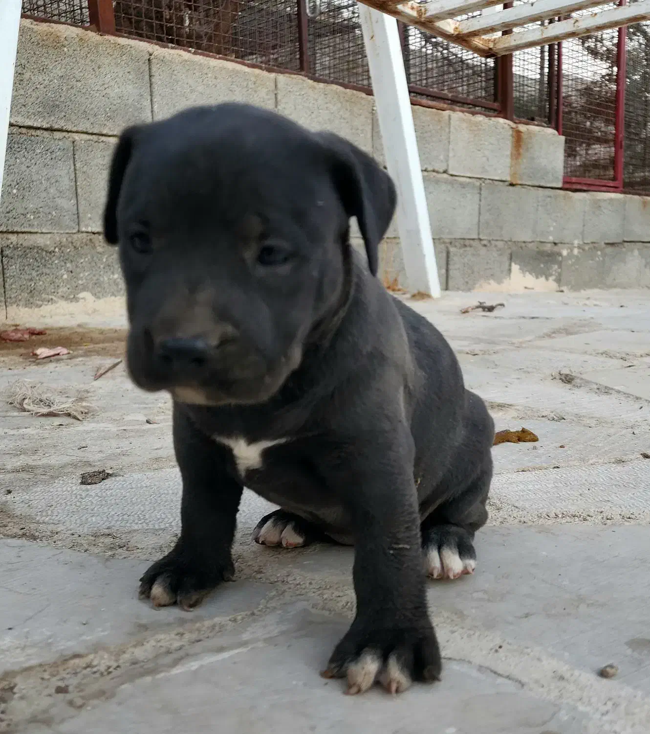 سگ پیت بول|سگ|شیراز, مجتمع شهید پرویزی|دیوار