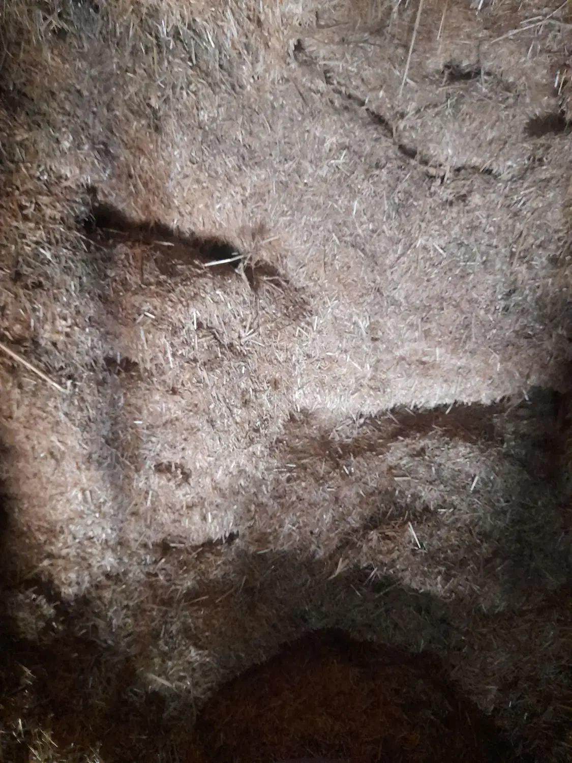 کاه سفید با کاه یونجه|لوازم جانبی حیوانات|بروجرد, |دیوار