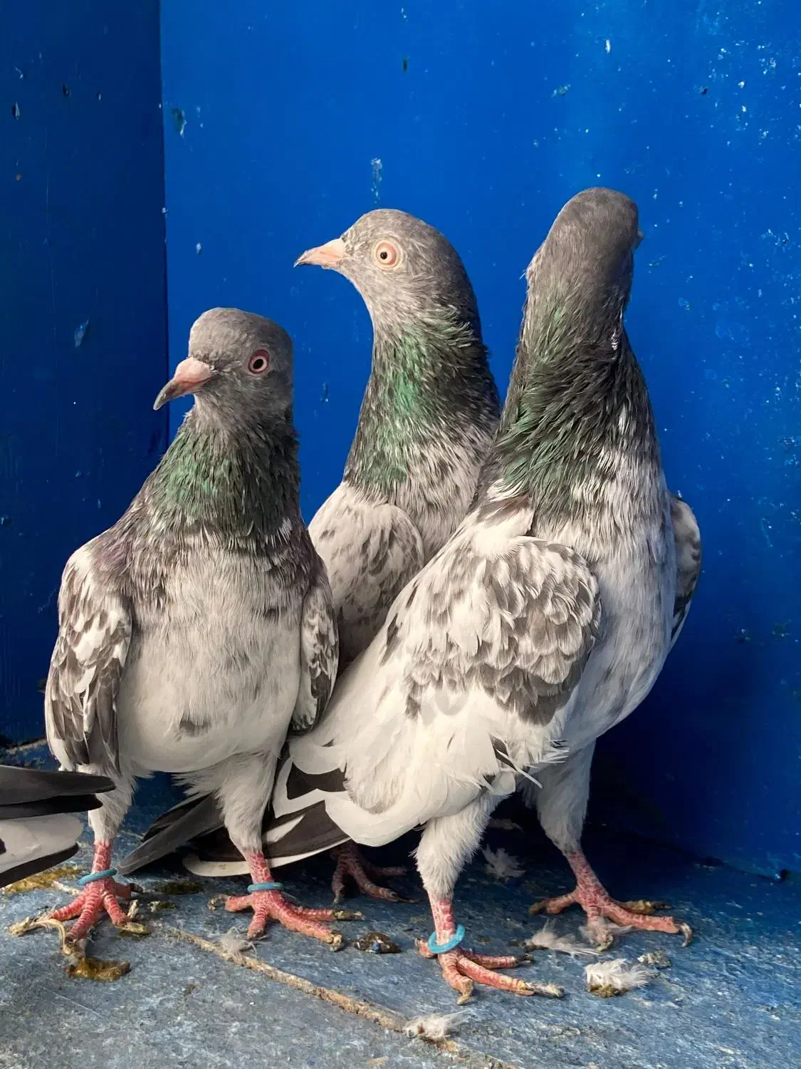 پاکستانی اورجینال|پرنده|بندرعباس, |دیوار