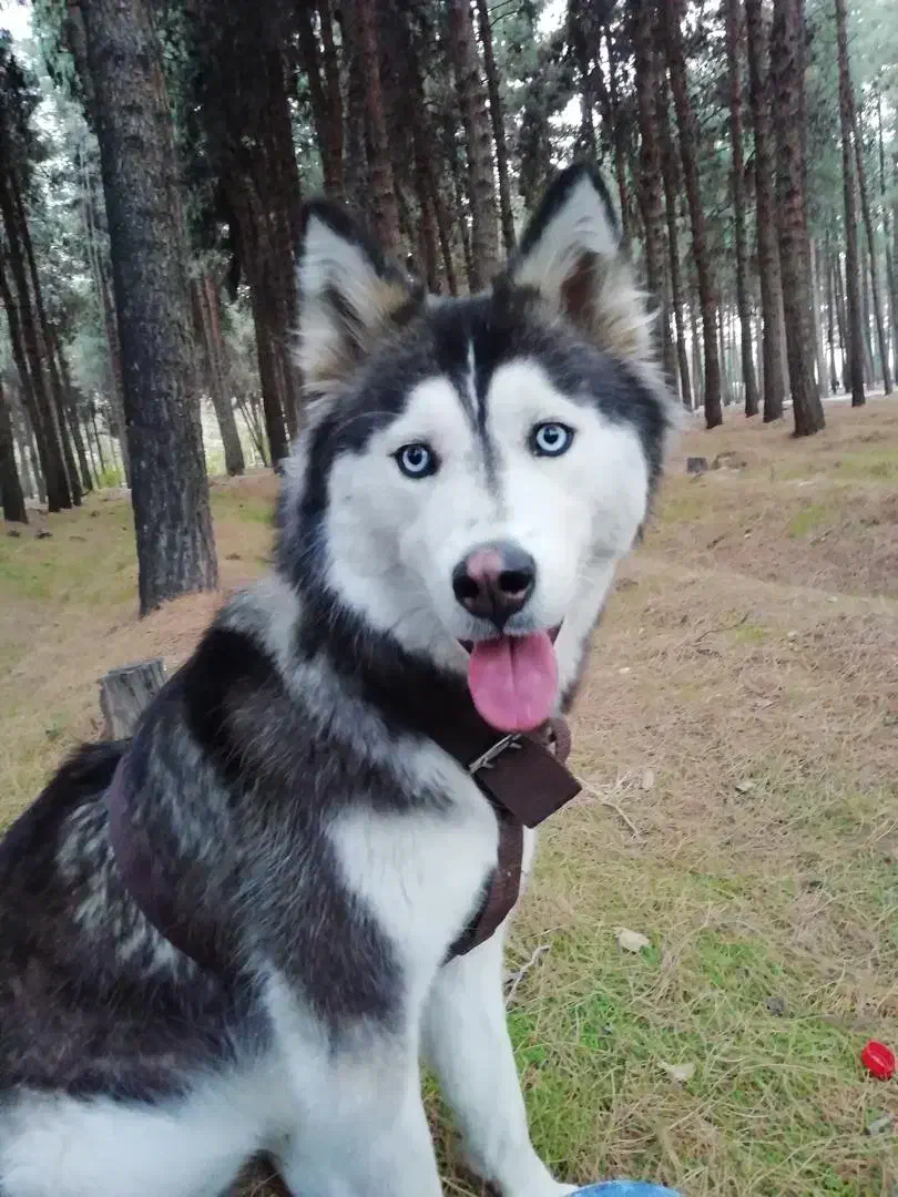 این سگ وابسته به صاحبش وابستگی میگره وتلفن میشه|حیوانات|کرمان, |دیوار