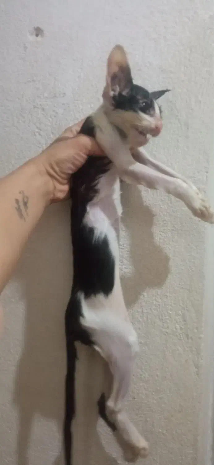 گمشده|حیوانات|کلاله, |دیوار