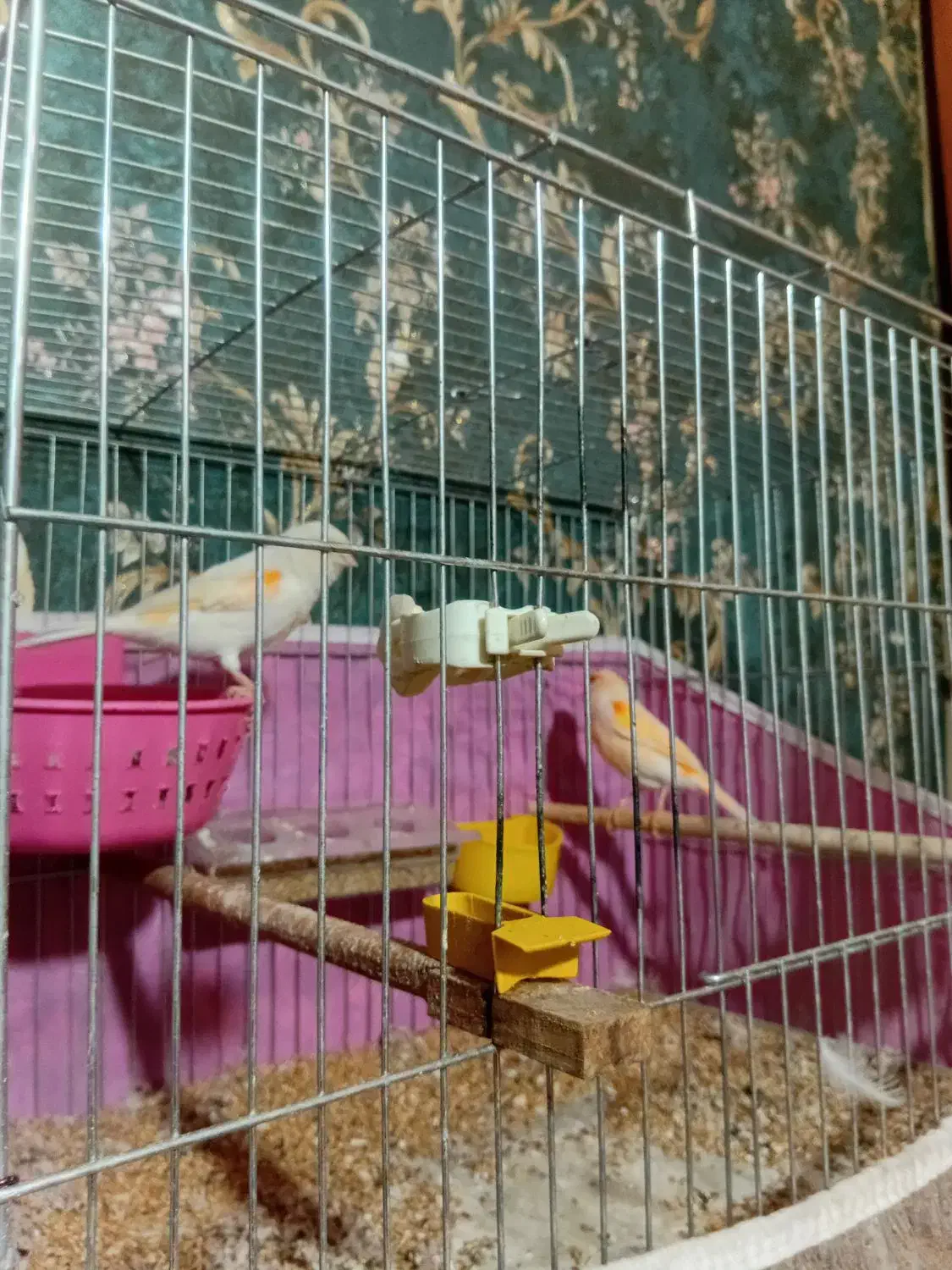 ۴جفت قناری|پرنده|باسمنج, |دیوار