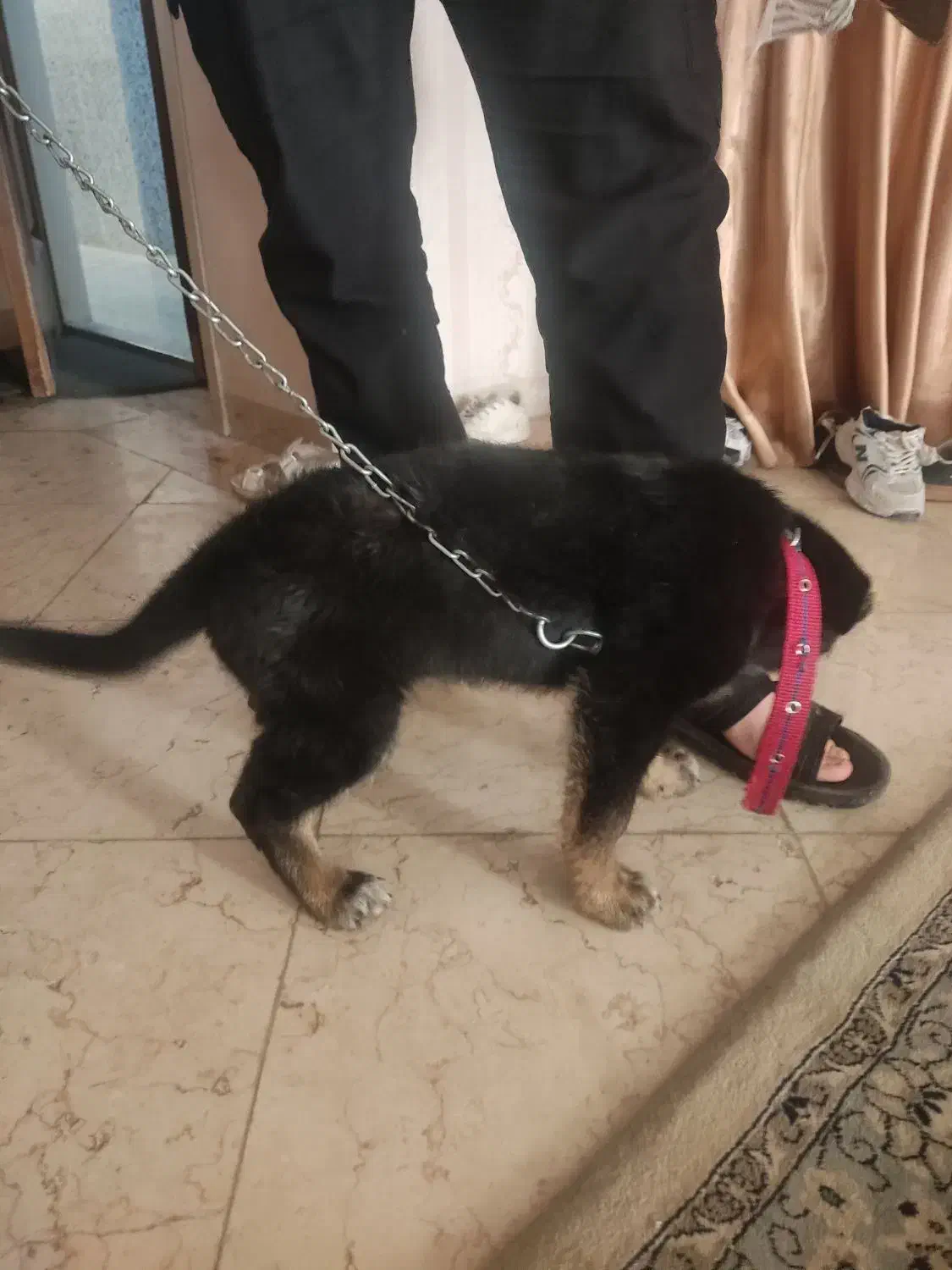 حیوان|سگ|حمیدیا, |دیوار