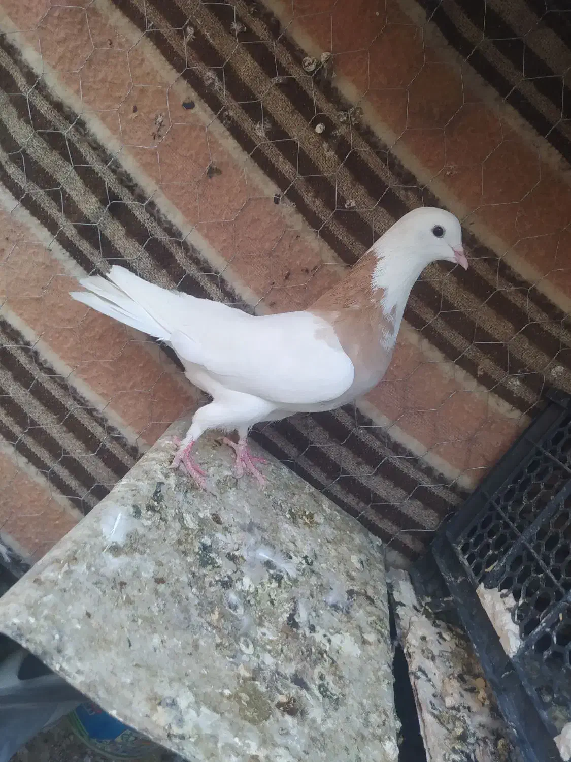 کفتر نقش روی هم لنگی 200 مفت|پرنده|طبس, |دیوار