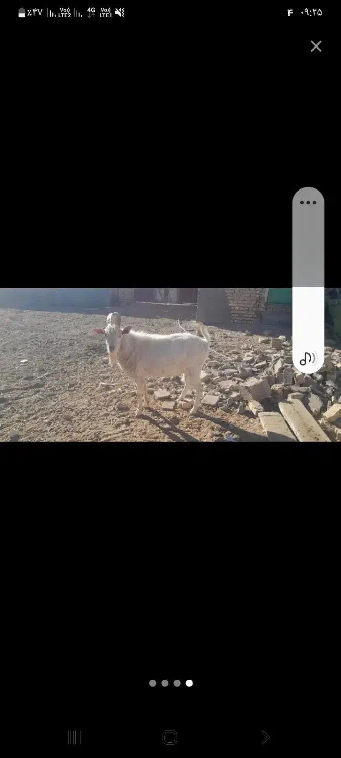 گوشت بزغاله|حیوانات مزرعه|تربت جام, شهرک آزادگان|دیوار