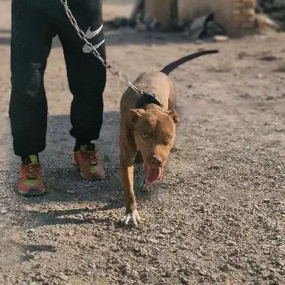 سگ پیت بول|سگ|قم, زینبیه|دیوار