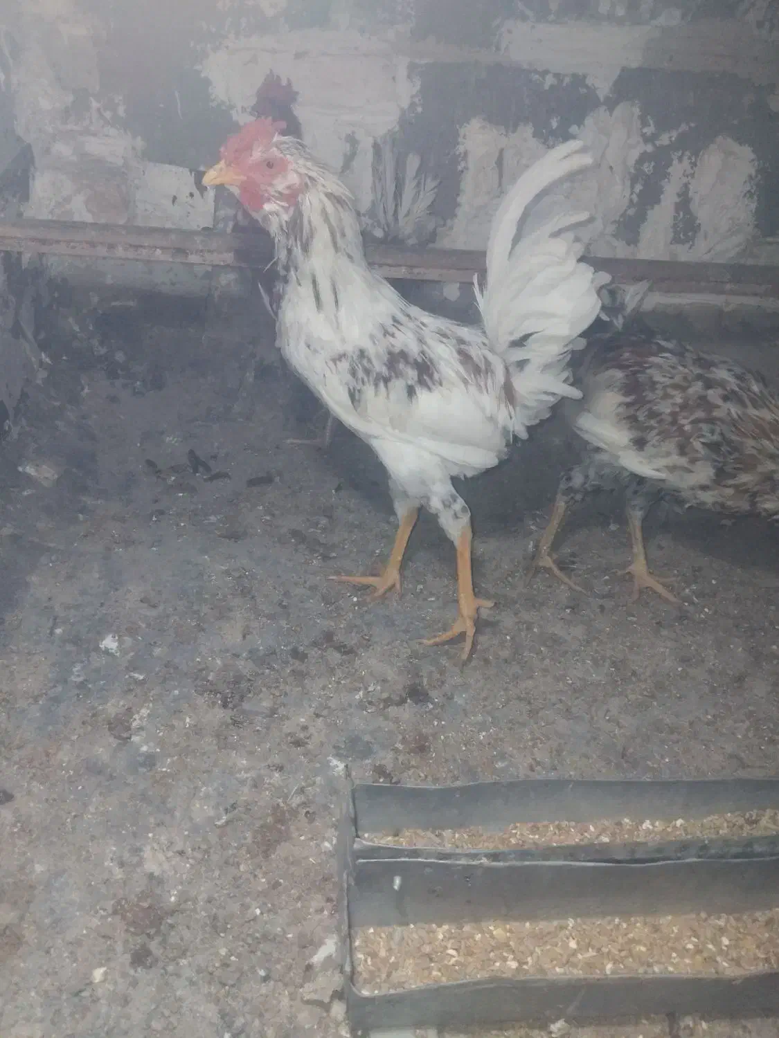 معاوضه خروس|حیوانات مزرعه|محمدشهر, جعفرآباد|دیوار