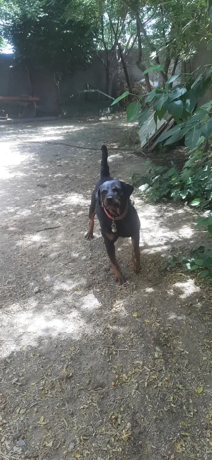 سگ ماده|سگ|اصفهان, سرشبادران|دیوار