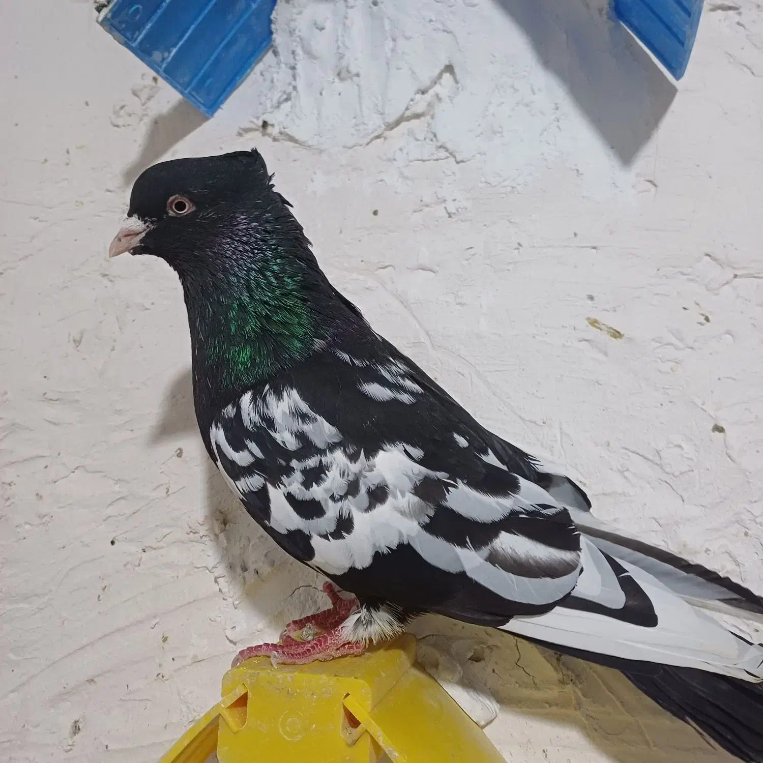 کبوتر سینه‌ای هاس|پرنده|گلستان (تهران), |دیوار