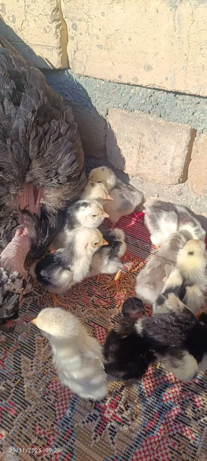 فروش جوجه گلین|حیوانات مزرعه|شیراز, عفیفآباد|دیوار