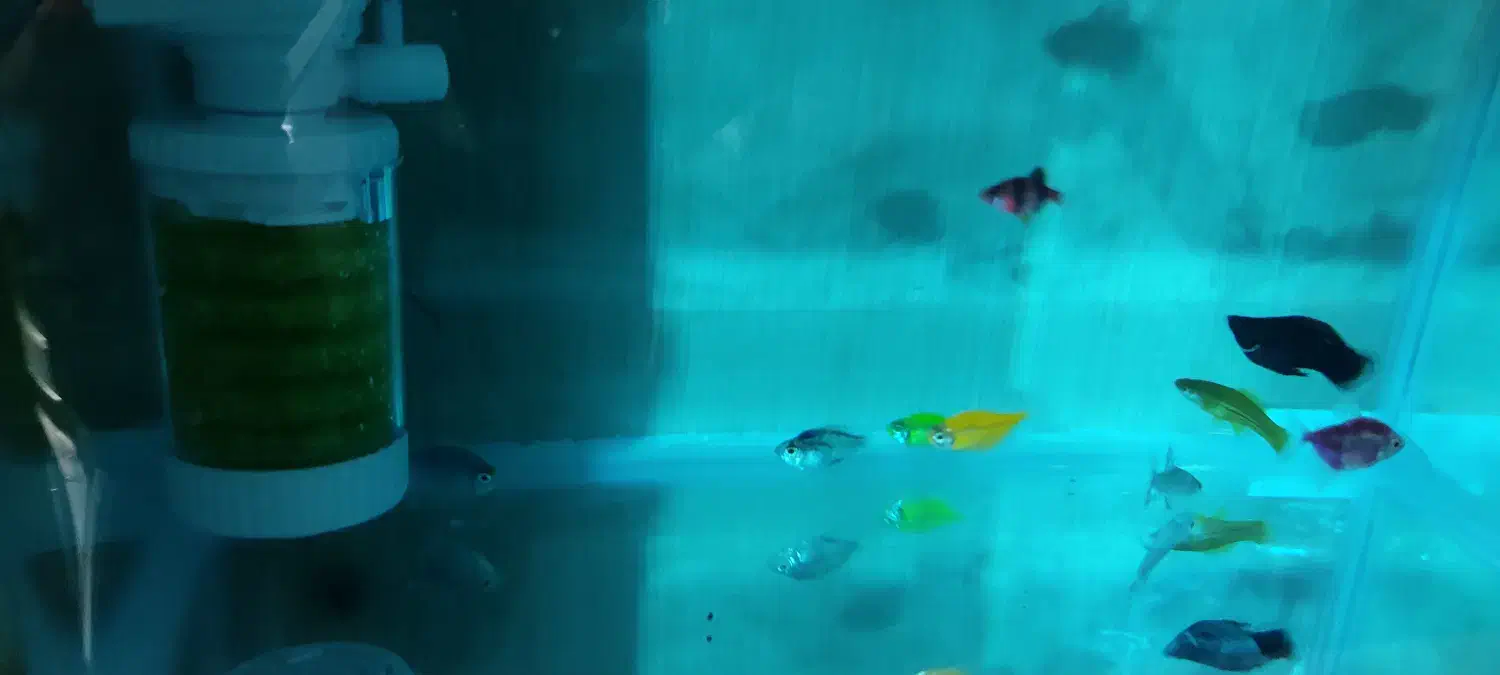 اکواریوم نو نووکامل|ماهی|بهبهان, |دیوار