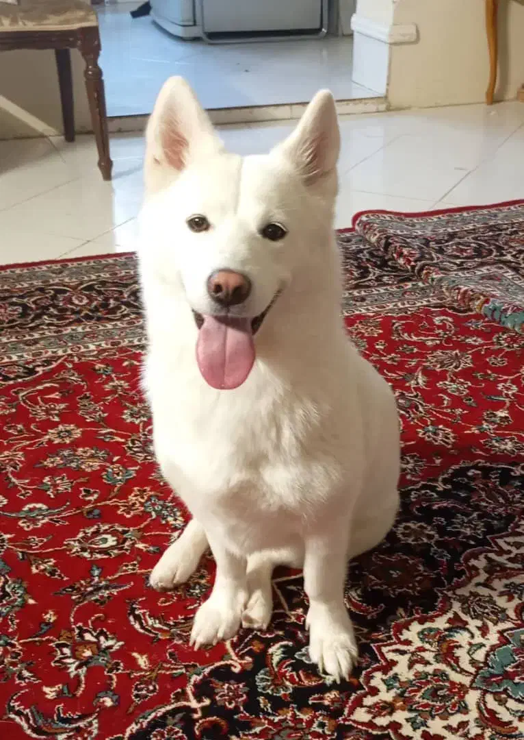 سگ هاسکی میکس باژرمن وایت اپارتمانی باتربیت|سگ|مشهد, دانشجو|دیوار