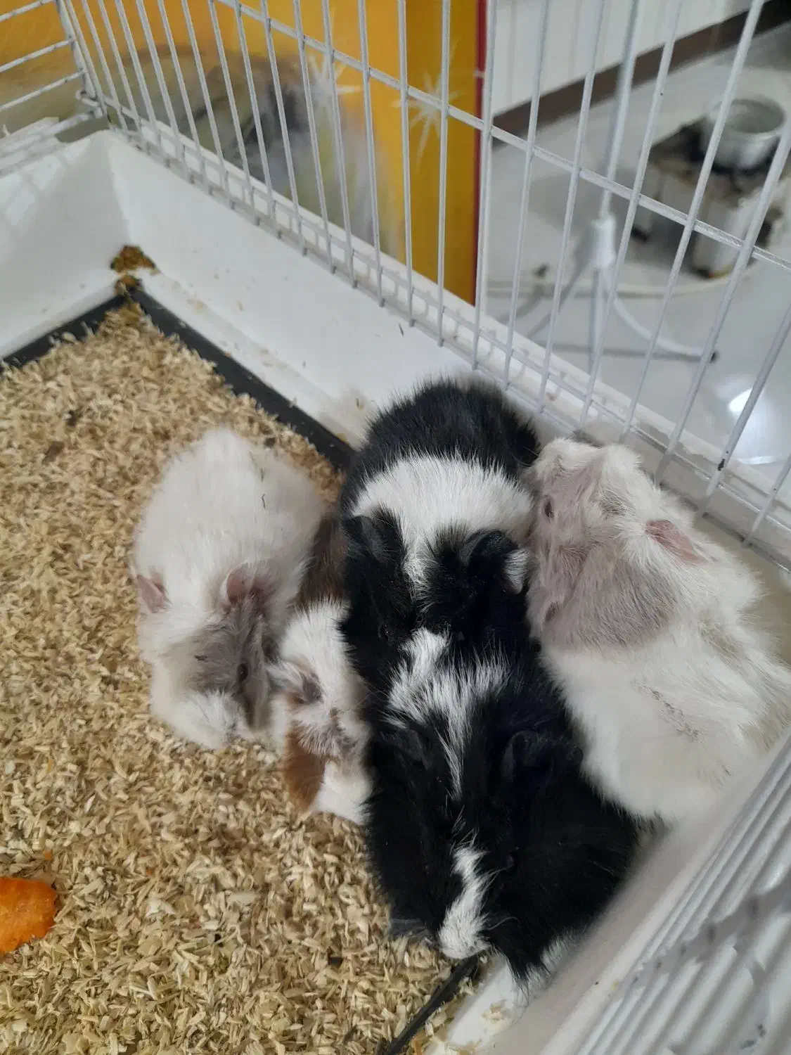 خرگوش لوپ و خوکچه هندی|موش و خرگوش|تربت‌حیدریه, میدان مرکزی|دیوار