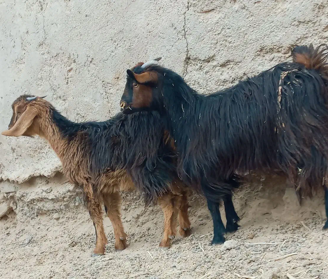 دوتا.کهره مری جملی|حیوانات مزرعه|زابل, |دیوار