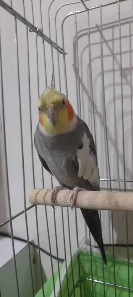 عروس هلندی|پرنده|مریوان, |دیوار