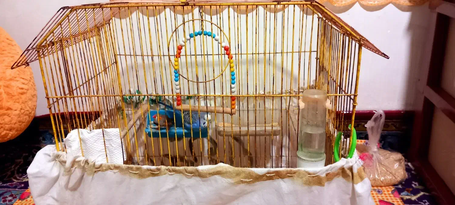 مرغ عشق وفنچ|پرنده|قائمشهر, |دیوار