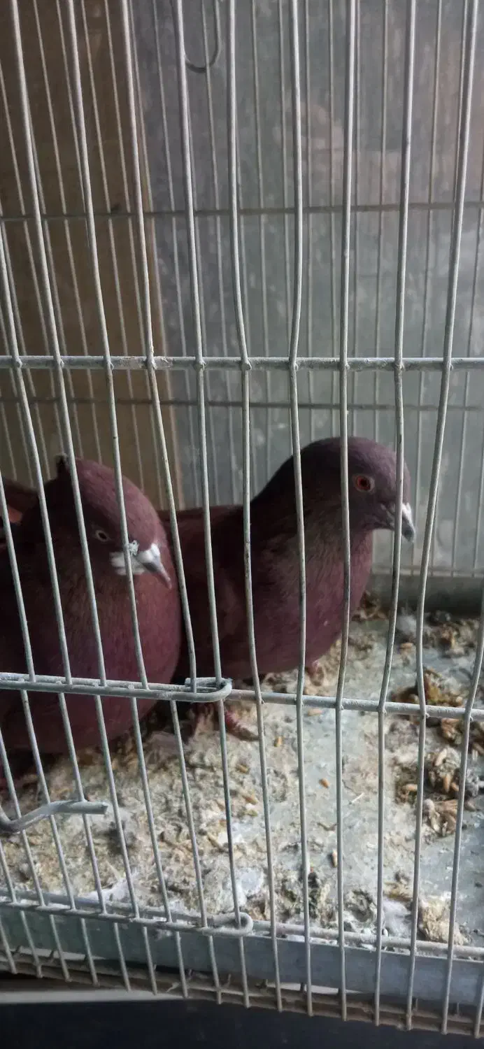 سهره عروس کفتر فنج نرگسی|پرنده|قم, بکایی|دیوار