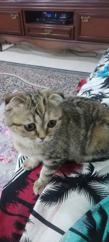 گربه اسکاتیش دبل فولد ماده|گربه|رفسنجان, |دیوار