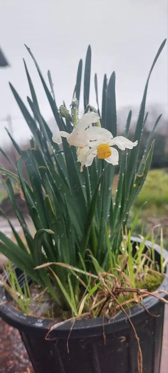 گل نرگس|گل و گیاه طبیعی|کلاچای, |دیوار