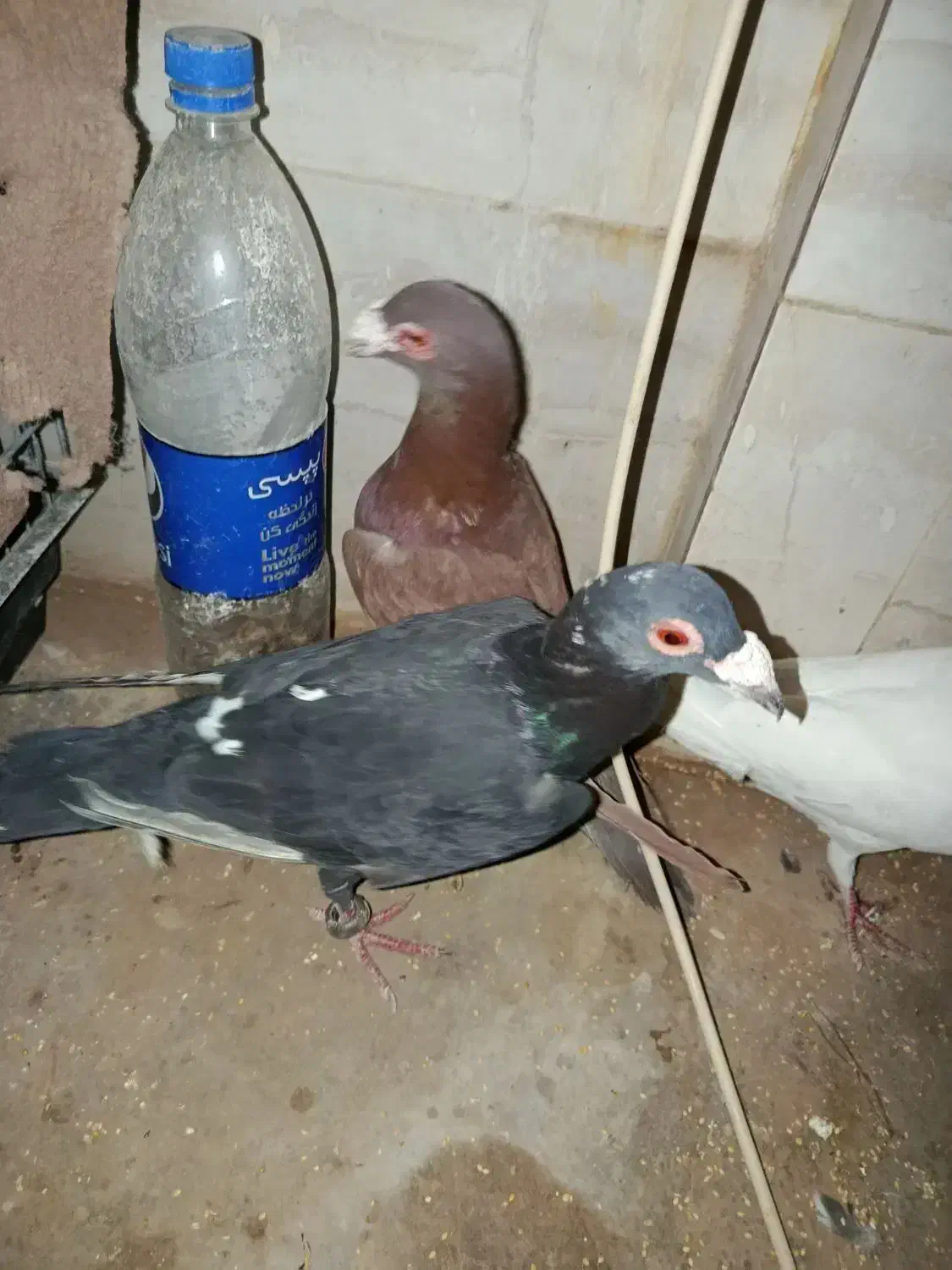 دو عدد کفتر سالم نر درج یک|پرنده|زارچ, |دیوار