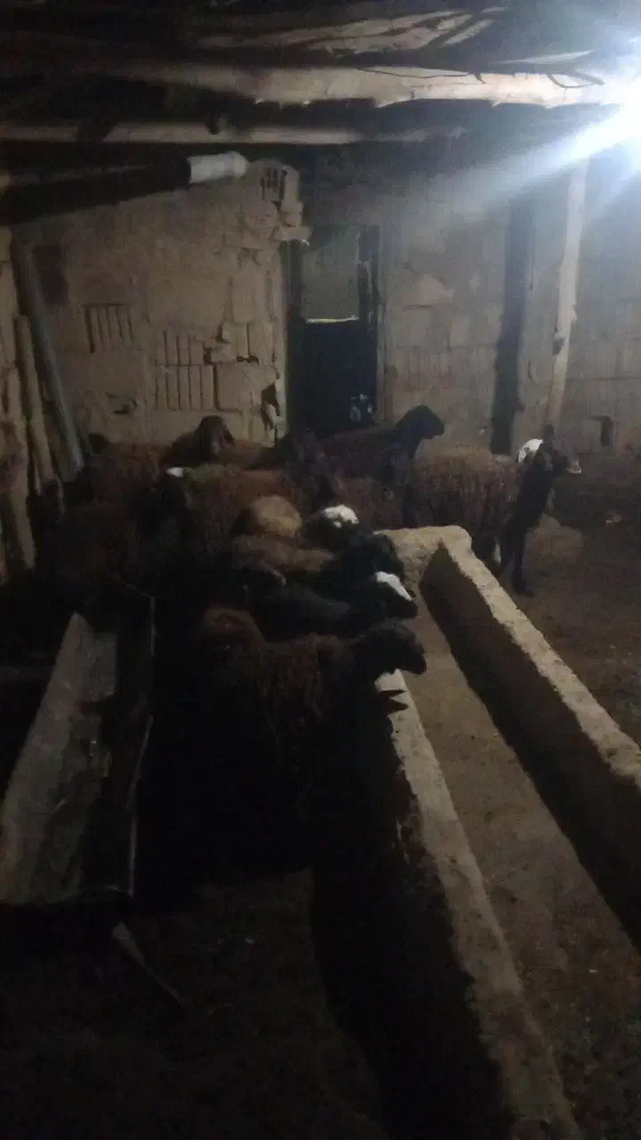 فروش گوسفند ماده ۳۳ کیلویی|حیوانات مزرعه|دامغان, |دیوار