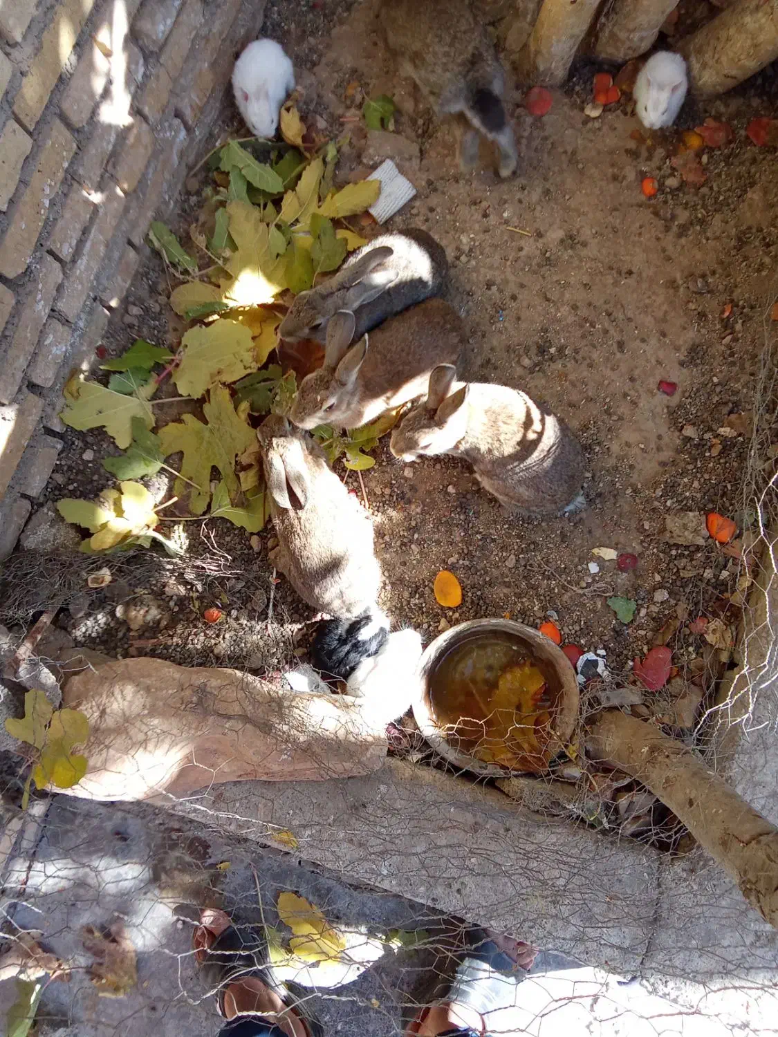 خرگوش|موش و خرگوش|ایذه, |دیوار