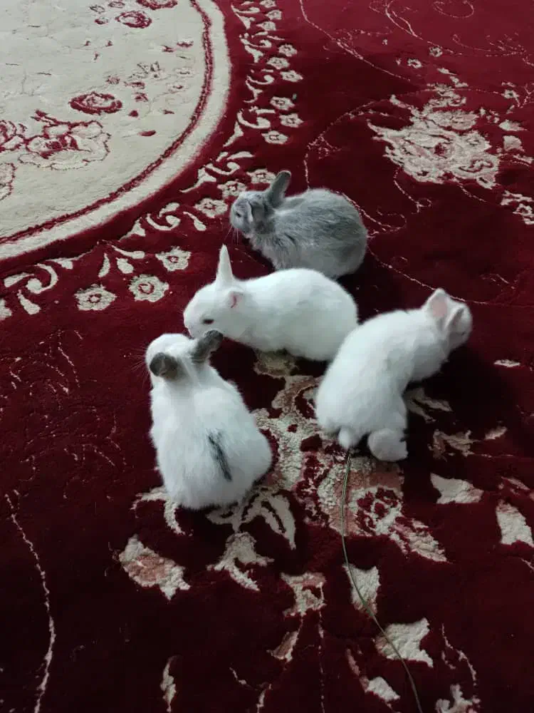 یکجفتخرگوشسیصدهزارتومان.چهارعددچرگوشدهروزه|موش و خرگوش|کازرون, |دیوار