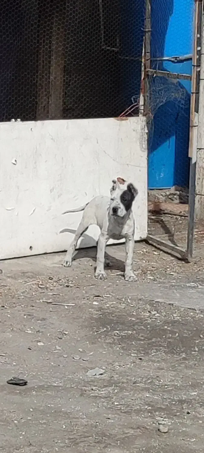 سگ داگو نر نگهبان پیت بول|سگ|بهارستان, |دیوار