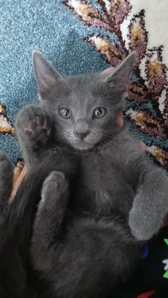 گربه کوچولوی ما گم شده|گربه|فسا, |دیوار