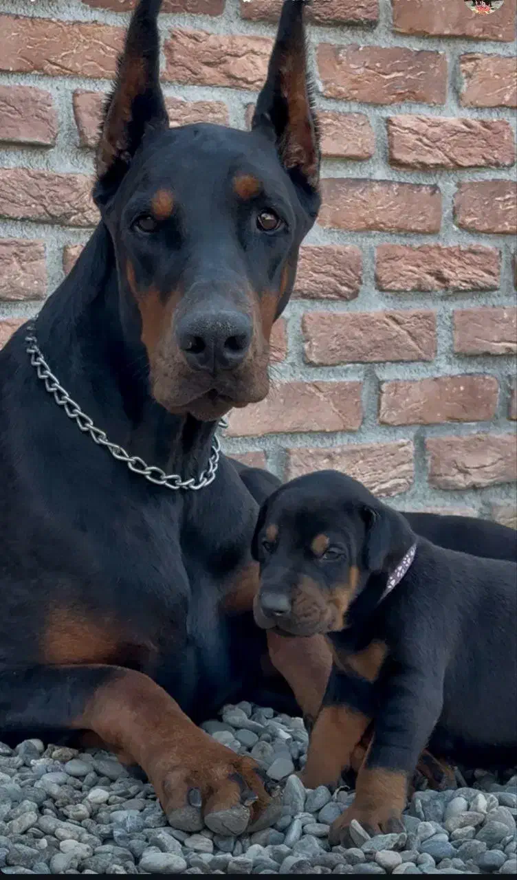 واگذاری سگ دوبرمن|سگ|مشهد, شهرآرا|دیوار