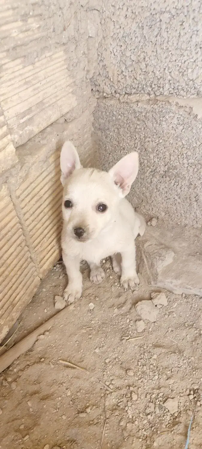 توله تول|سگ|ملایر, |دیوار