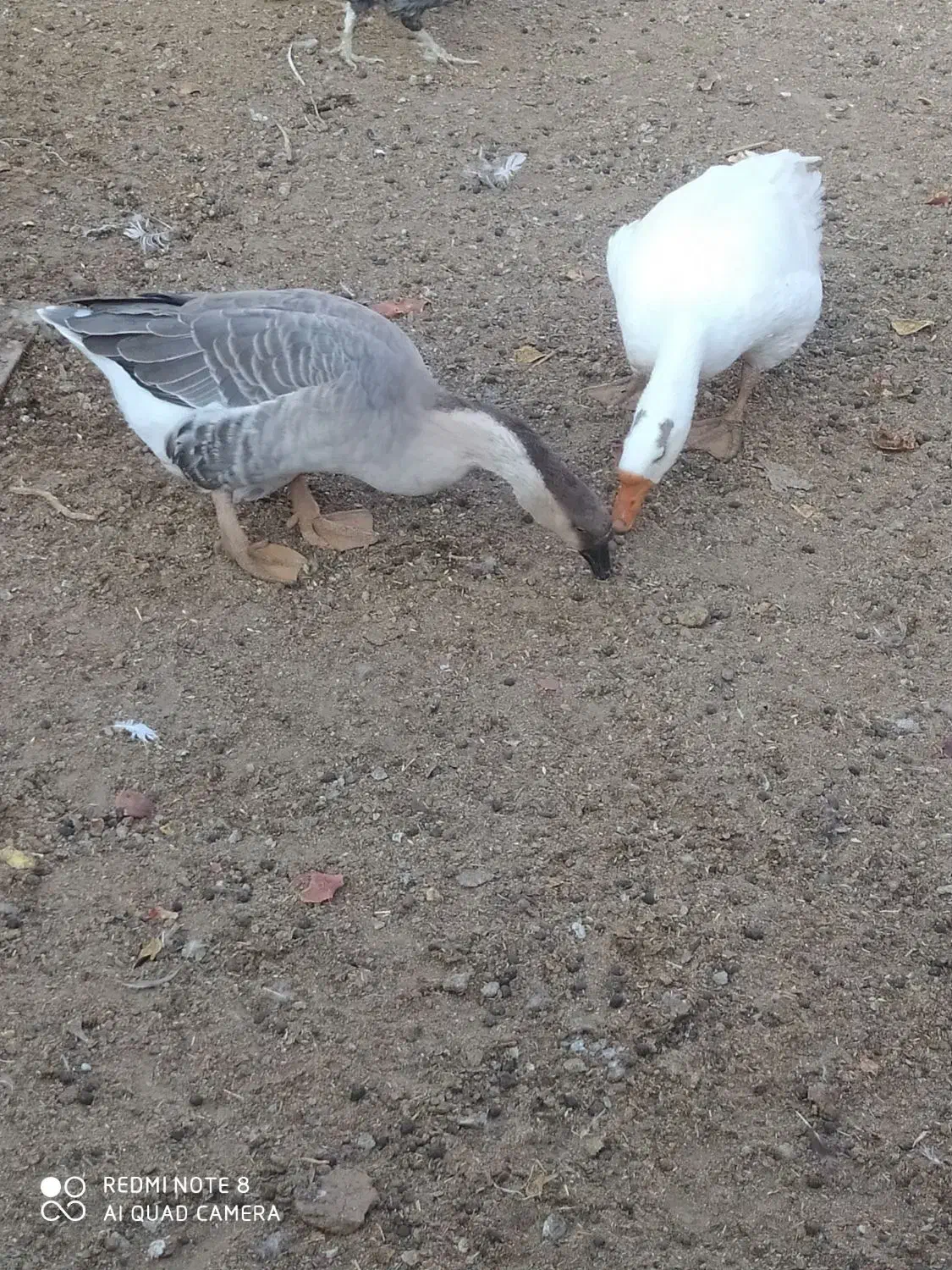 یک جفت غوقاز|حیوانات مزرعه|آران و بیدگل, |دیوار