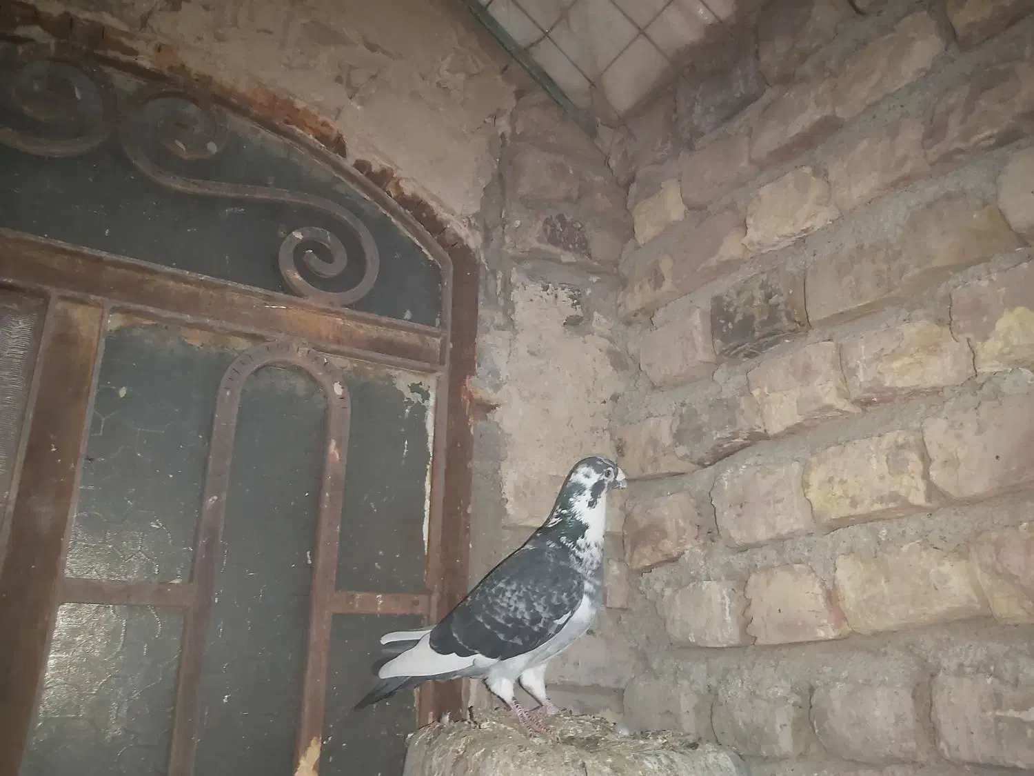 کبوتر ابلغ چاپی|پرنده|هامون, |دیوار