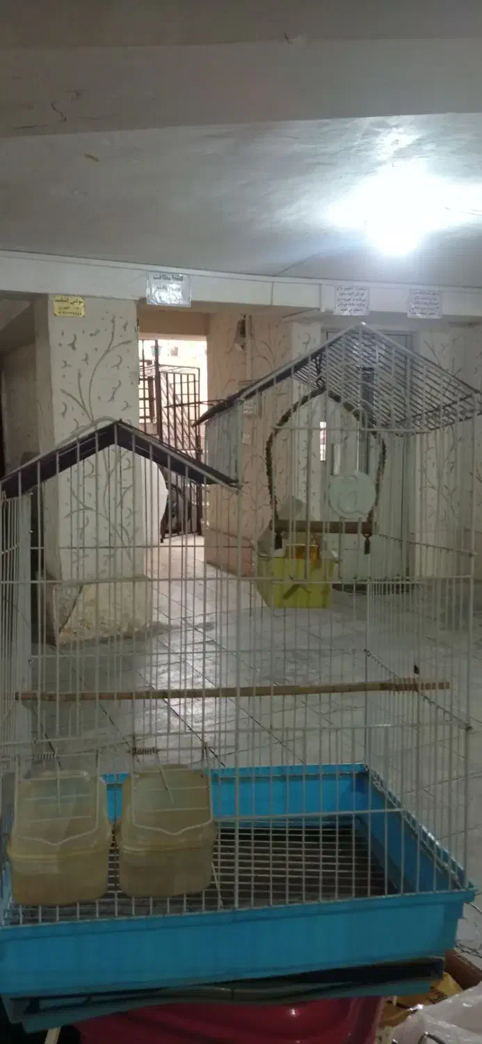 دوتا قفس پرنده ۸۰۰|لوازم جانبی حیوانات|هشتگرد, شهرک گلخانه|دیوار
