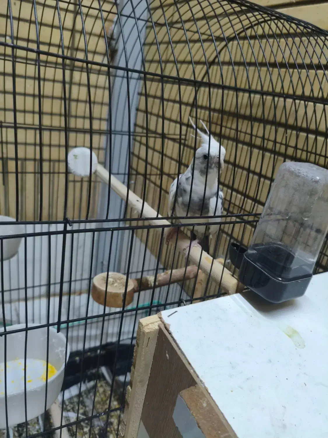 دو عدد عروسی هلندی نر و یک ماده|پرنده|شاهینشهر, حافظ شمالی|دیوار