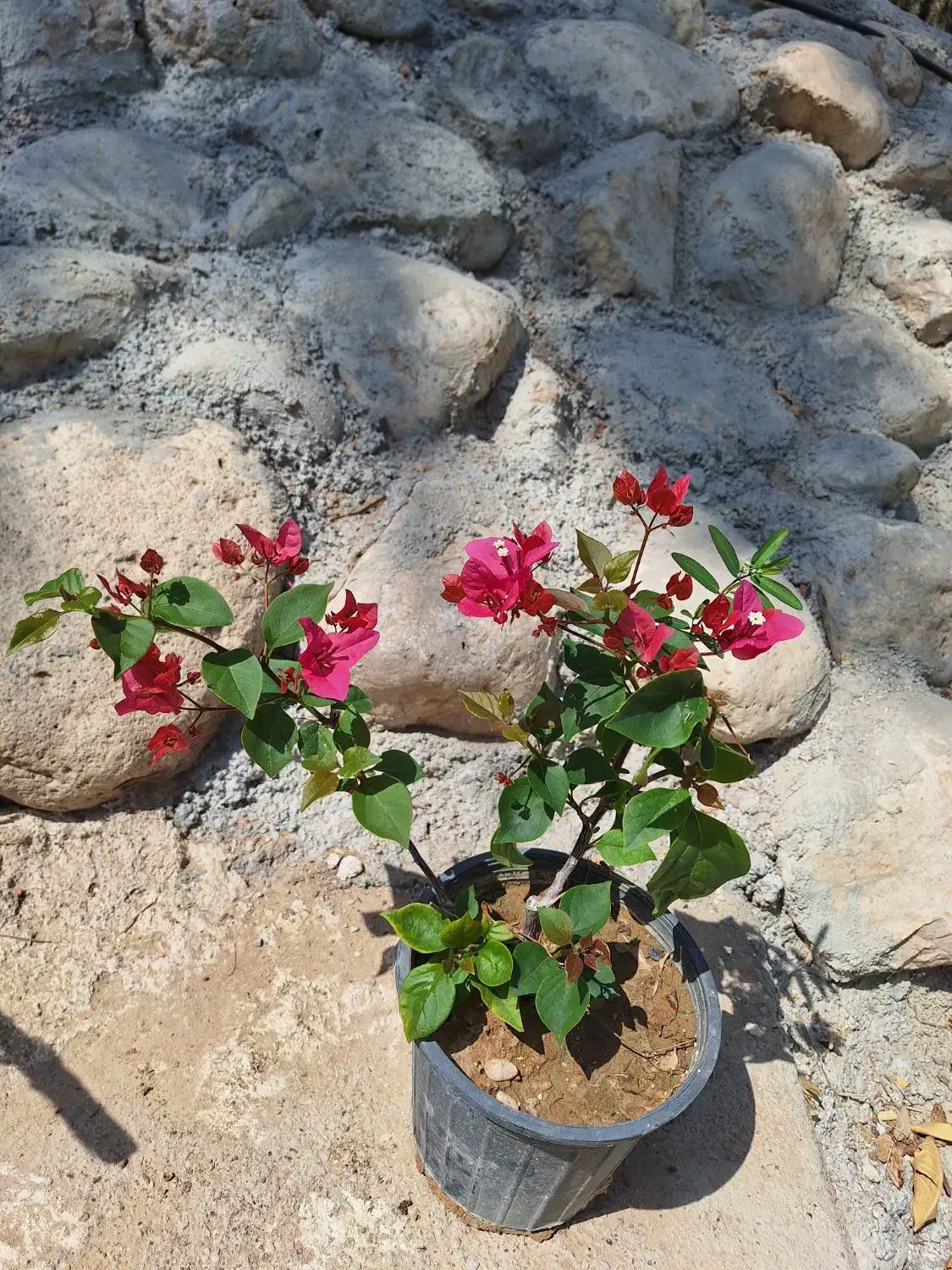 تولید وفروش خرده وعمده انواع گل حیاطی|گل و گیاه طبیعی|جهرم, |دیوار