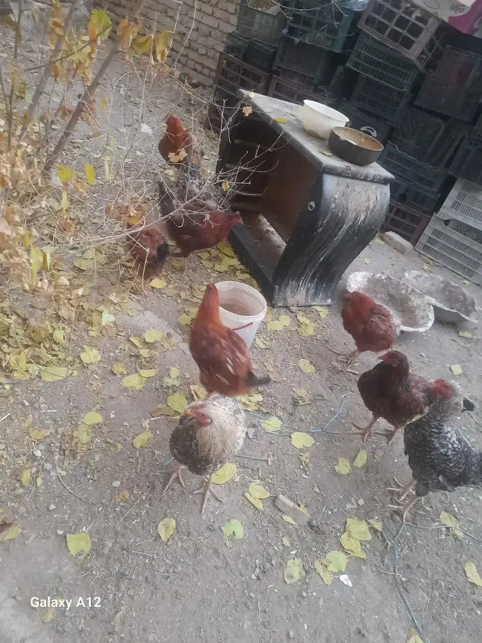 خروس لاری|حیوانات مزرعه|بومهن, |دیوار