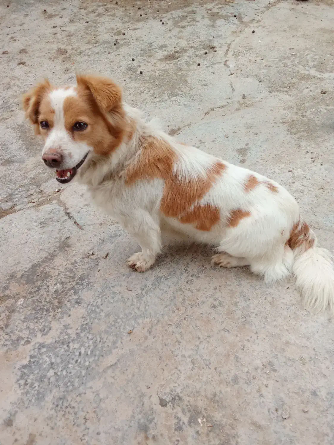 سگ پاکوتاه|سگ|آشخانه, |دیوار